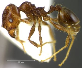 Media type: image;   Entomology 34339 Aspect: habitus lateral view
